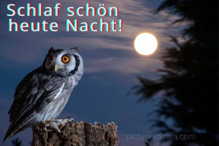 Gute nacht bild Eule und Mond kostenlos herunterladen