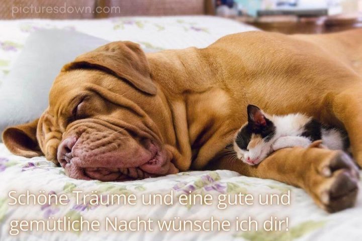 Lustig schönen abend und gute nacht bild Hund und Katze kostenlos downloaden