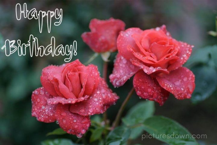 Happy birthday karte Rose und Tautropfen kostenlos herunterladen