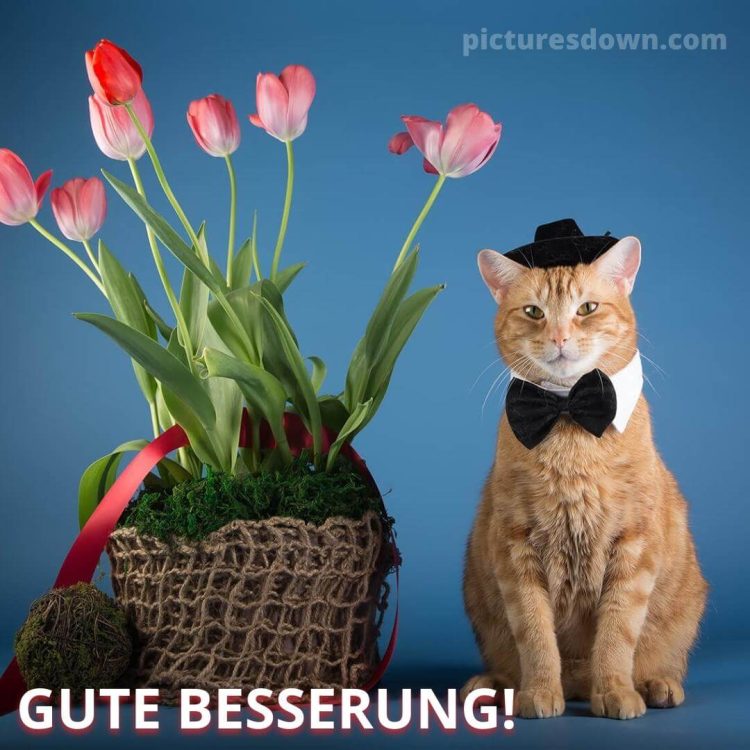 Gute besserung bild Katze und Tulpen kostenlos herunterladen