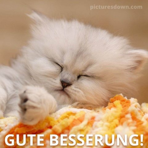 Gute besserung bild Kätzchen kostenlos herunterladen