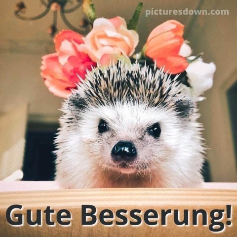 Gute besserung bild der Igel kostenlos herunterladen