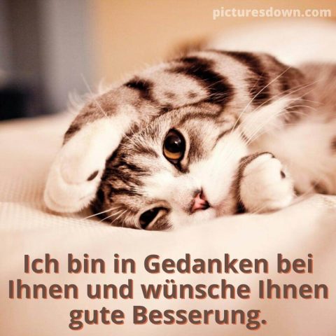 Gute besserung bild Kätzchen liegt kostenlos herunterladen