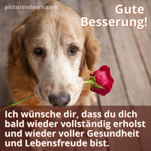 Gute besserung bild Hund mit Blume kostenlos herunterladen