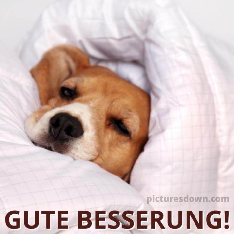 Gute besserung bild schlafender Hund kostenlos herunterladen