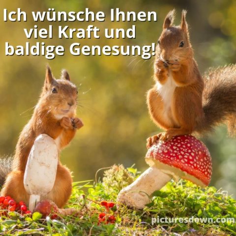 Gute besserung bild Eichhörnchen und Pilze kostenlos herunterladen