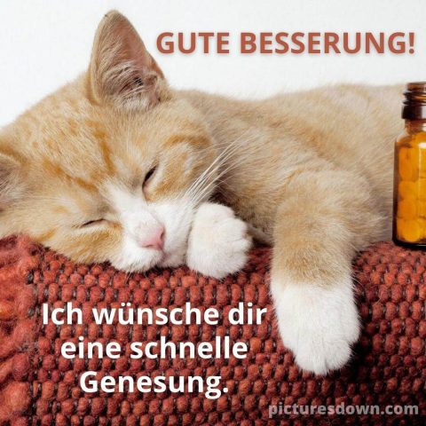 Gute besserung bild Katze auf dem Bett kostenlos herunterladen