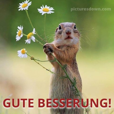 Gute besserung bild Kamille kostenlos herunterladen