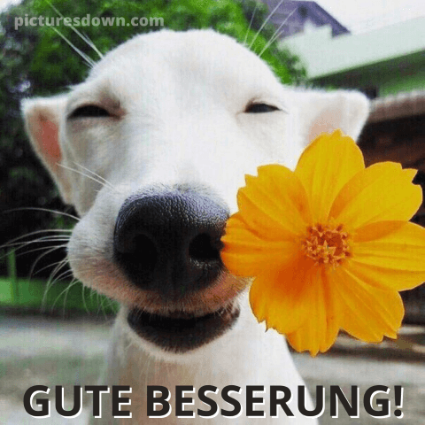 Gute besserung bild lustig Hund mit Blume kostenlos herunterladen