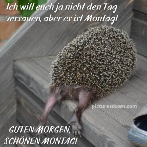 Lustig montag abend gruss bild der Igel kostenlos herunterladen