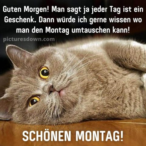 Lustig montag abend gruss bild graue Katze kostenlos herunterladen
