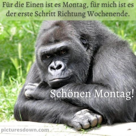 Lustig montag abend gruss bild düsterer Gorilla kostenlos herunterladen