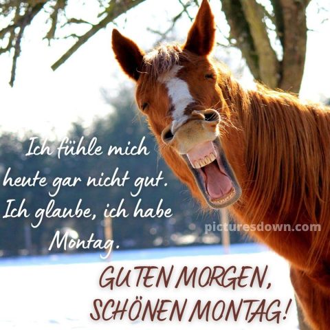 Lustig montag abend gruss bild Pferd kostenlos herunterladen
