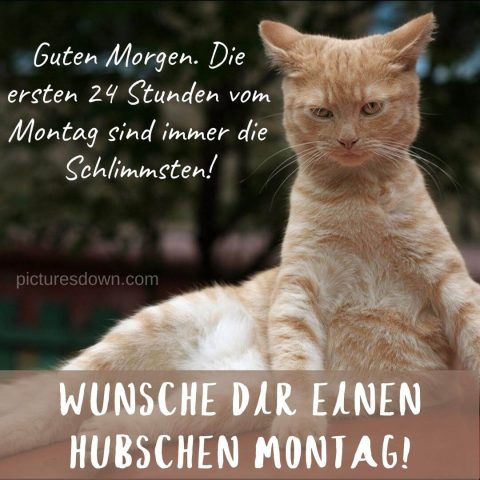 Montag bild lustig kostenlos wütende Katze kostenlos herunterladen