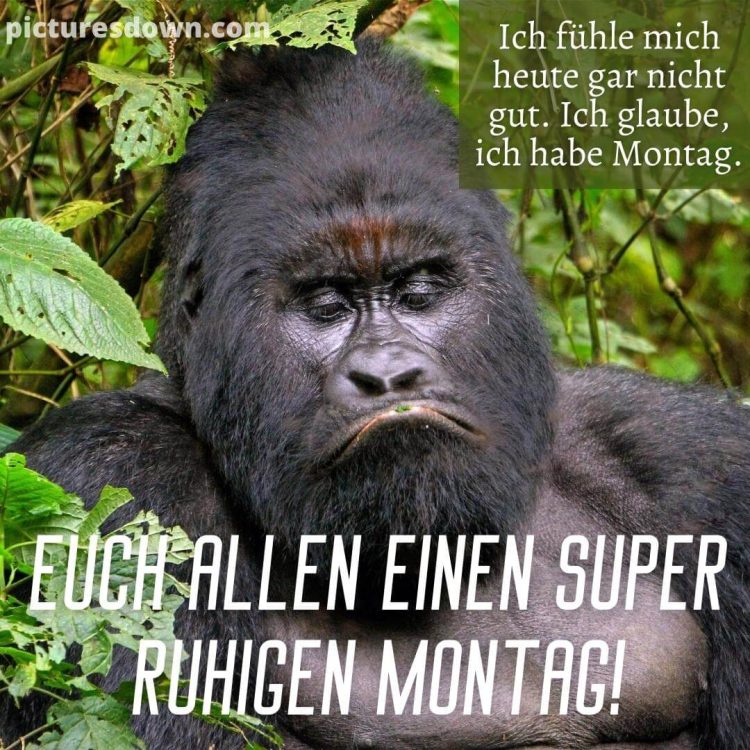 Montag bild lustig kostenlos schwarzer Gorilla kostenlos herunterladen