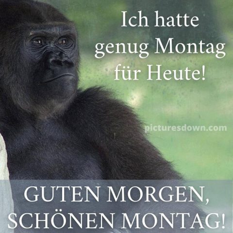 Montag bild lustig kostenlos brütender Gorilla kostenlos herunterladen