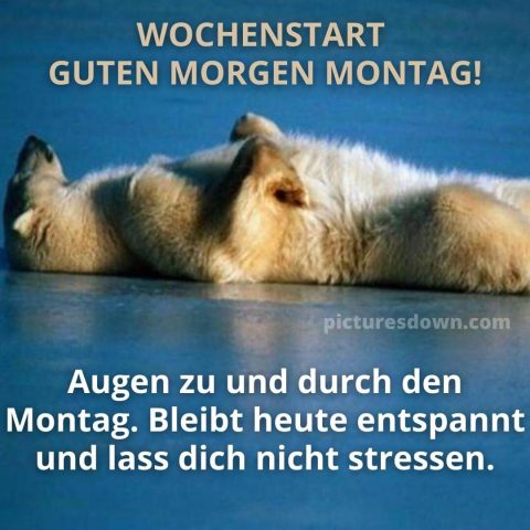 Montag bild lustig kostenlos Bär kostenlos herunterladen