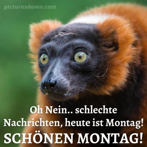 Guten morgen montag lustig bild Lemur kostenlos herunterladen