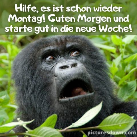 Lustig montag abend gruss bild Gorilla kostenlos herunterladen