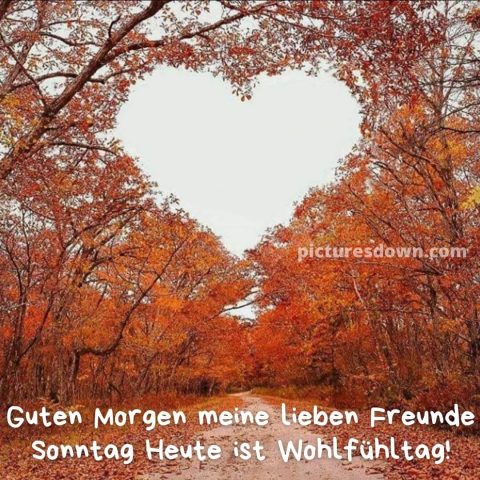 Herz guten morgen sonntag bild Bäume kostenlos herunterladen
