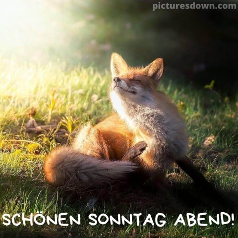 Herzlich sonntag abend grüsse bild ein Fuchs kostenlos herunterladen