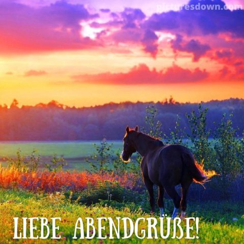 Herzlich sonntag abend grüsse bild Pferd kostenlos herunterladen