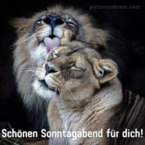 Herzlich sonntag abend grüsse bild Löwen kostenlos herunterladen