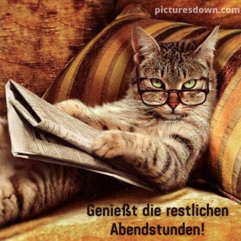 Herzlich sonntag abend grüsse bild Katze mit Brille kostenlos herunterladen