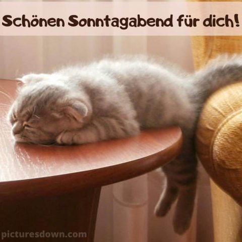 Herzlich sonntag abend grüsse bild Katze auf dem Tisch kostenlos herunterladen