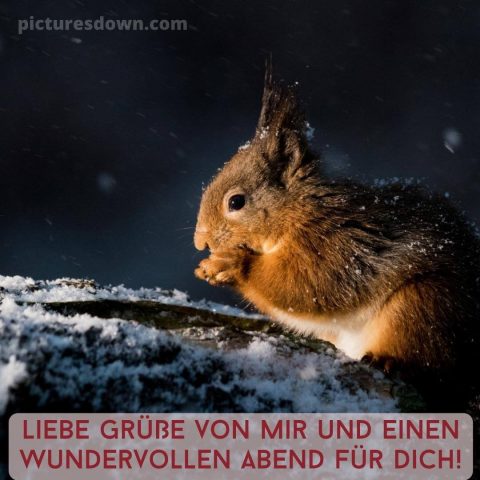 Herzlich sonntag abend grüsse bild Eichhörnchen kostenlos herunterladen
