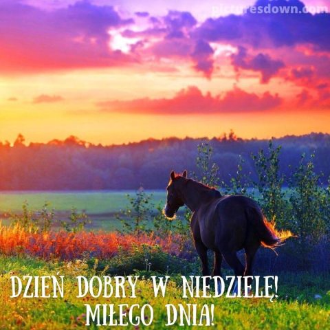 Kartka na niedzielę koń do pobrania za darmo