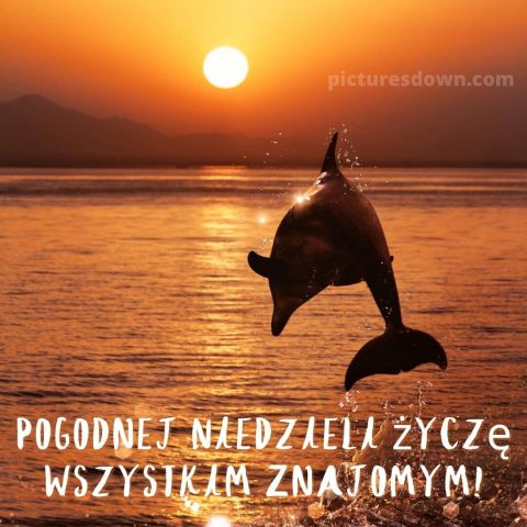 Kartka na niedzielę delfin do pobrania za darmo