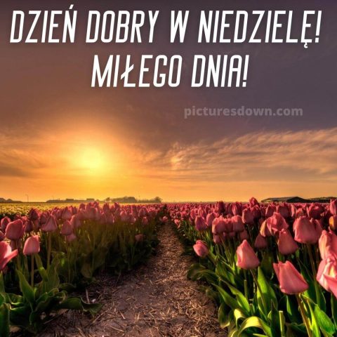 Kartka na niedzielę tulipany do pobrania za darmo