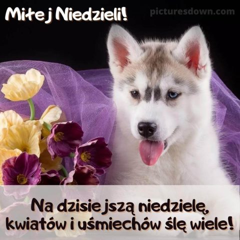 Kartka na niedzielę pies i kwiaty do pobrania za darmo