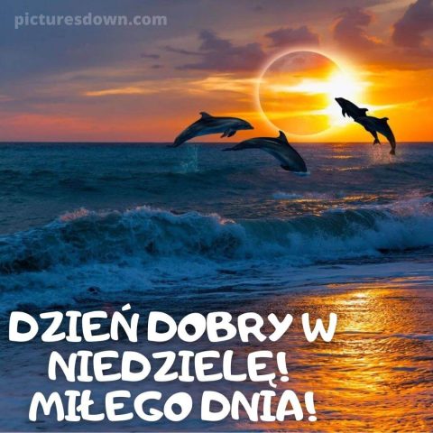 Kartka na niedzielę delfiny do pobrania za darmo