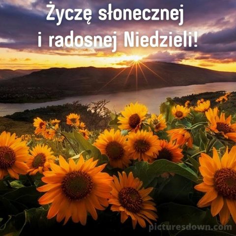 Kartka na niedzielę słonecznik do pobrania za darmo