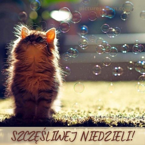 Kartka na niedzielę Koteczek do pobrania za darmo