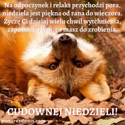 Kartka na niedzielę leżący lis do pobrania za darmo