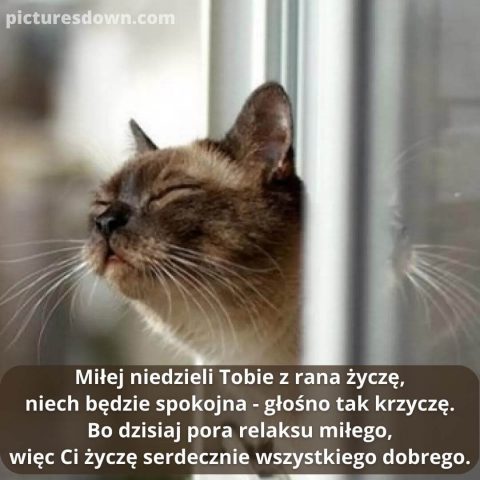 Kartka na niedzielę kot w oknie do pobrania za darmo