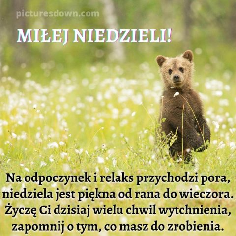 Kartka na niedzielę niedźwiedź do pobrania za darmo