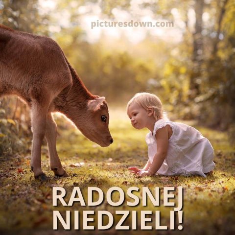 Kartka na niedzielę dziecko i cielę do pobrania za darmo