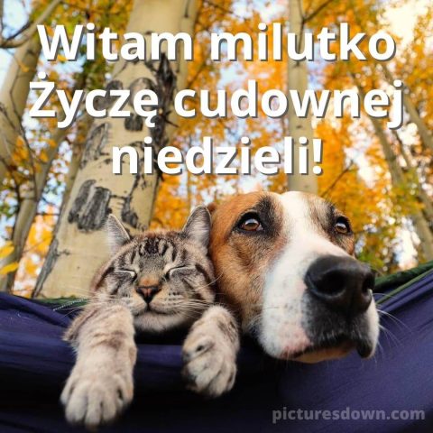 Kartka na niedzielę Kot i pies do pobrania za darmo