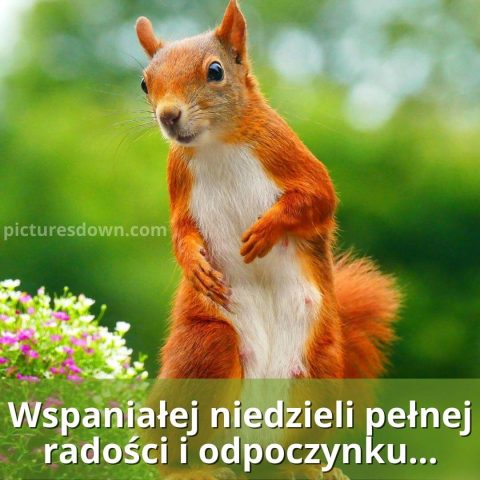 Kartka na niedzielę stojąca wiewiórka do pobrania za darmo