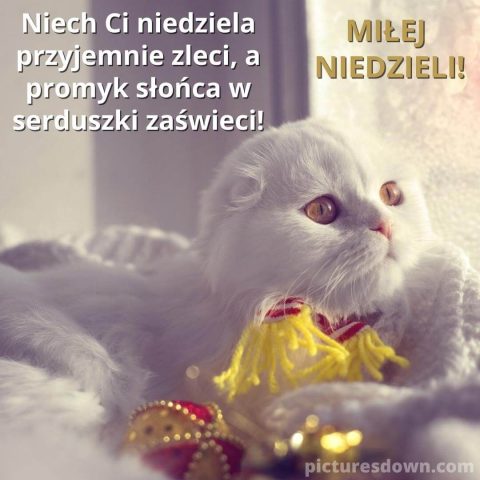 Kartka na niedzielę biały kot do pobrania za darmo
