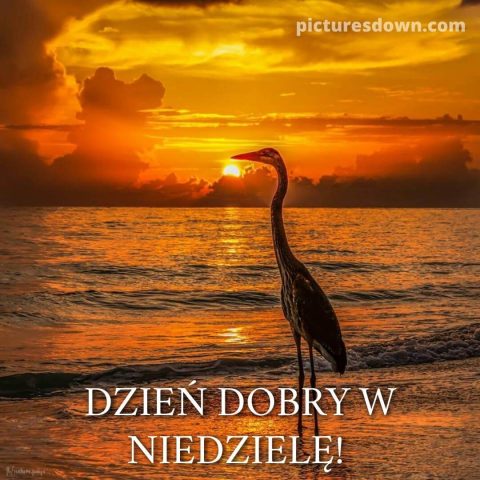 Dzień dobry w niedzielę kartka dźwig do pobrania za darmo