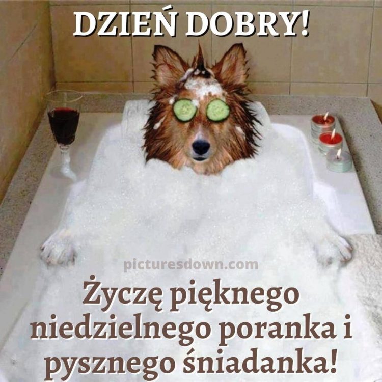 Dzień dobry w niedzielę kartka pies w kąpieli do pobrania za darmo