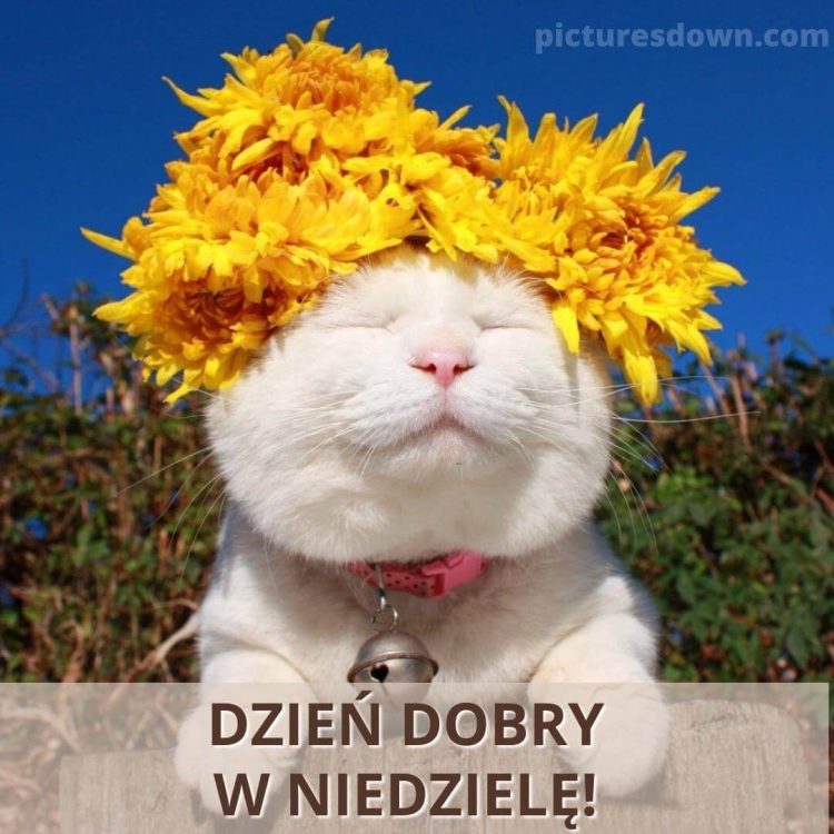 Dzień dobry w niedzielę kartka kot w kwiatach do pobrania za darmo