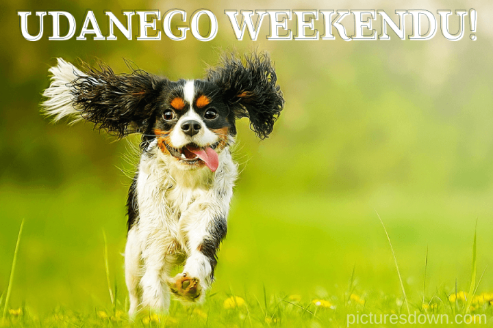 Udanego weekendu obrazek pies do pobrania za darmo
