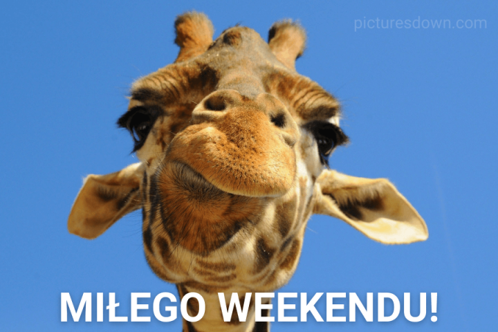 Miłego weekendu obrazek żyrafa do pobrania za darmo