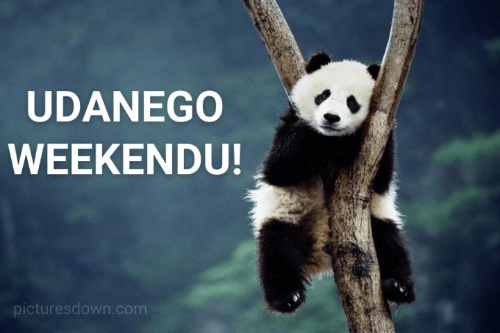 Udanego weekendu obrazek panda do pobrania za darmo